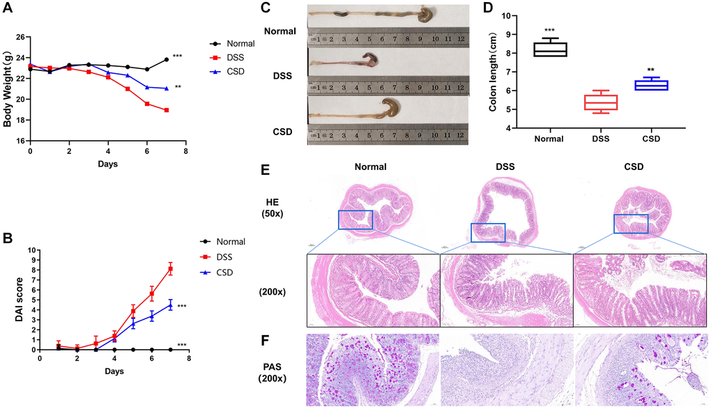 CSD alleviated symptoms and intestinal damage in UC mice. (A) Changes in body weight of mice; (B) Images of the colons of mice; (C) Statistical map of colon length in mice; (D) DAI score of mice; and (E) Mouse intestinal HE staining. (F) Mouse intestinal PAS staining. The results are mean ± SD, n = 6–8, **p ***p 