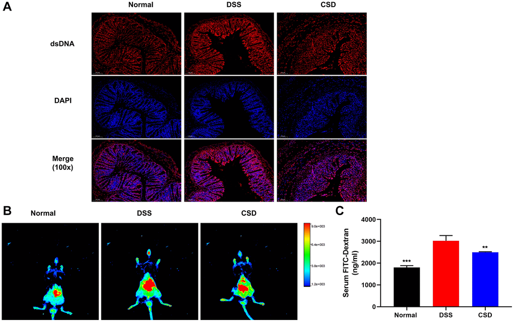 CSD protected the intestinal barrier. (A) Fluorescence expression of dsDNA in intestinal tissue, 100X magnification; (B) FITC-dextran distribution in the intestinal tract of mice; (C) Serum FITC-Dex levels. The results are mean ± SD, n = 3, **p ***p 