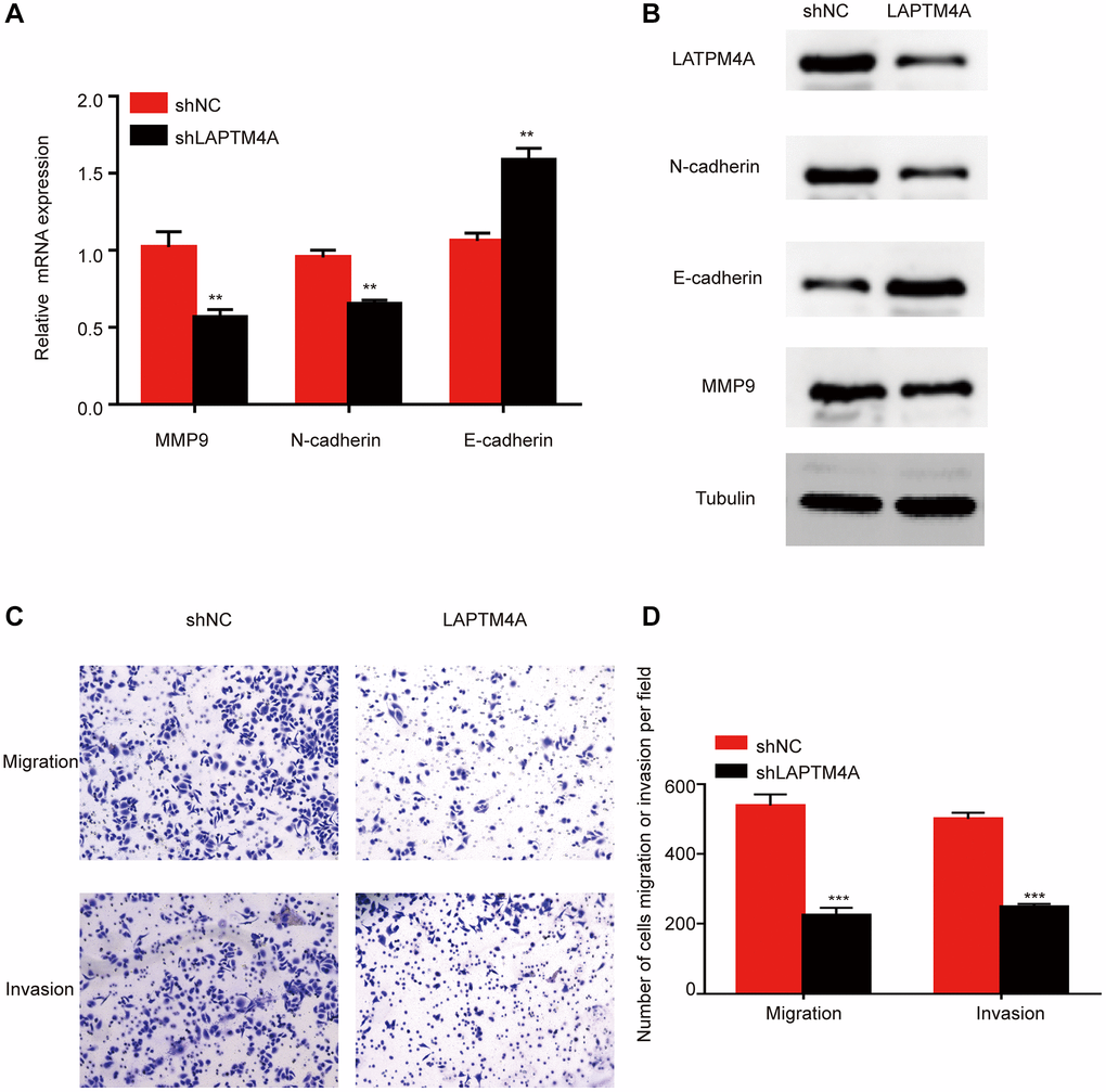 LAPTM4A may affect the invasion and migration through the EMT pathway in glioma. Changes in the expression of n-cadherin, e-cadherin, and MMP 9 after LAPTM4A knockdown (A) with mRNA aspect, (B) with protein aspect. (C, D) Effect of LAPTM4A knockdown on glioma cell invasion and migration.