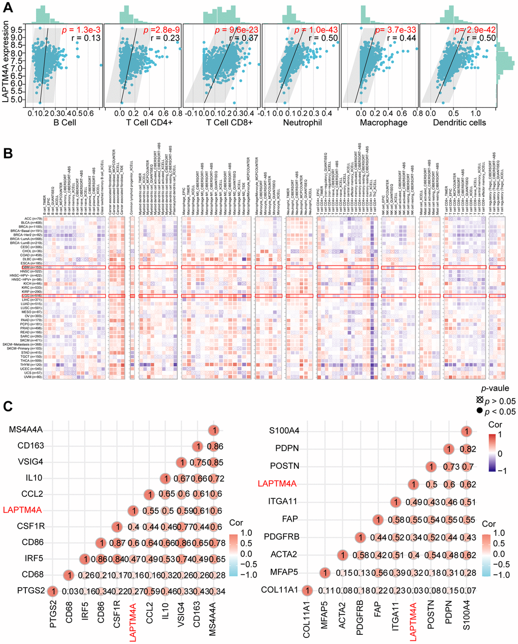Analysis of the correlation between LAPTM4A expression and immune cell infiltration. (A) The relevance between LAPTM4A expression and the infiltration of five immune cells. (B) The association between LAPTM4A expression and the infiltration of various immune cells in pan-cancers. (C) The connection between LAPTM4A expression and several notable biomarkers of Macrophage/Monocyte and cancer-associated fibroblast.