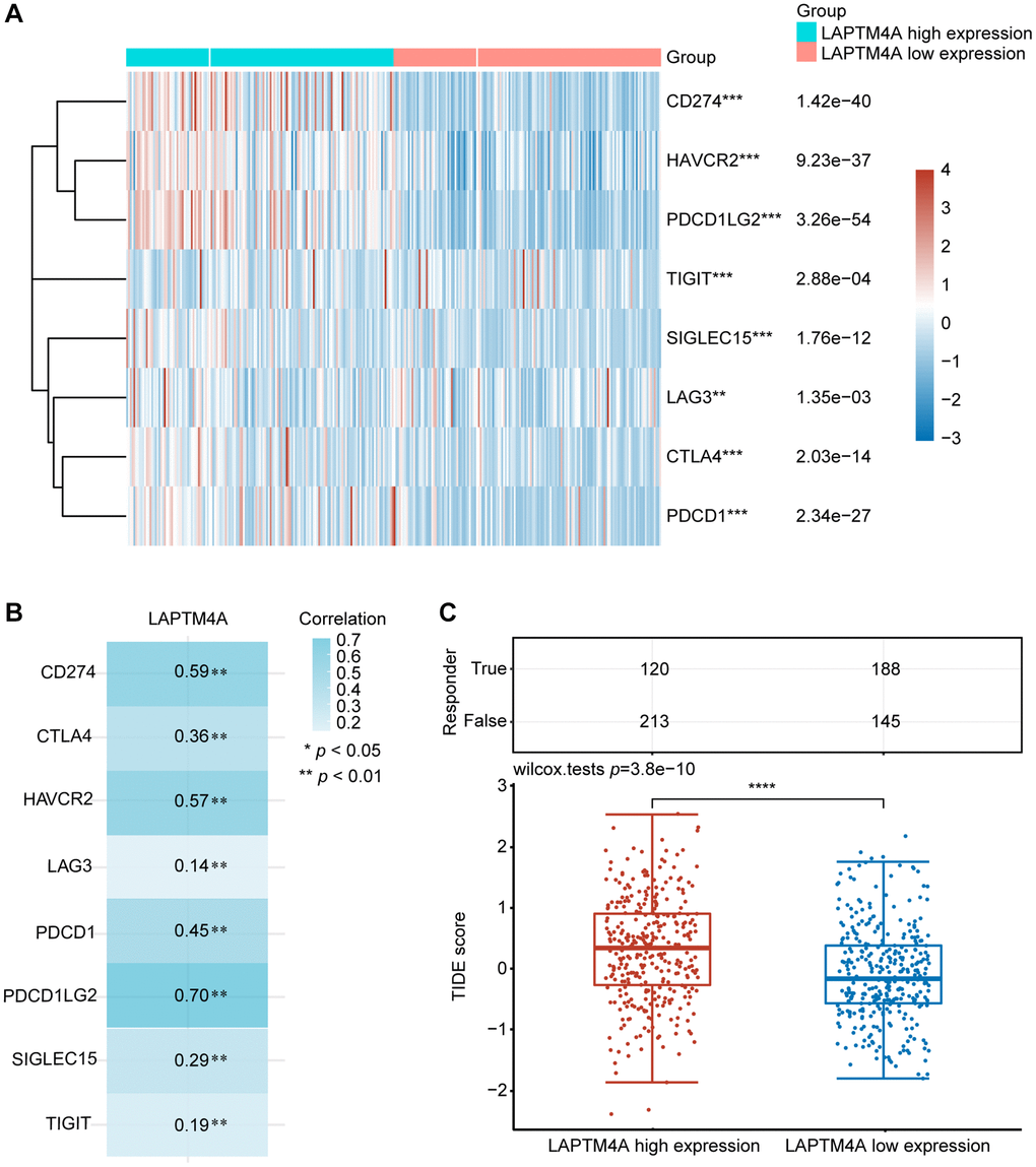 The relationship between LAPTM4A expression and immunotherapy. (A) LAPTM4A differential expression status of the immune checkpoint genes under the high and low expression groups. (B) The correlation between LAPTM4A and the immune checkpoint genes. (C) The TIDE score of the LAPTM4A.
