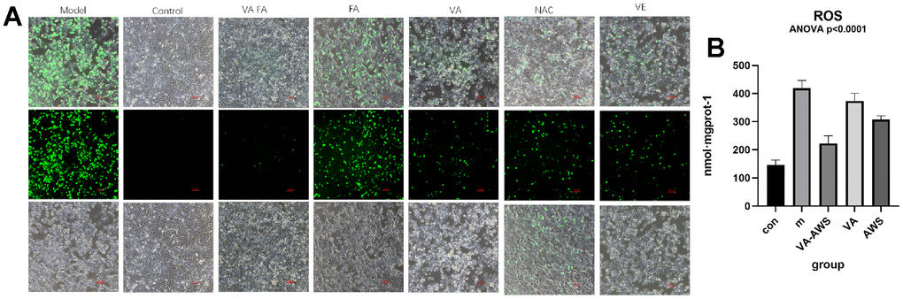 Effect of administration groups on reactive oxygen species. (A) Representative fluorescence images of HaCaT cells with different compounds addition; (B) Fluorescence intensity of ROS level among FA and VA addition groups of HaCaT cell (Control: normal group; Model: UVB radiation group; VA-FA: mixture of VA (120 μM) and FA (100 nM); VA: only retionol (120 μM); FA: only ferulic acid (100nM)).