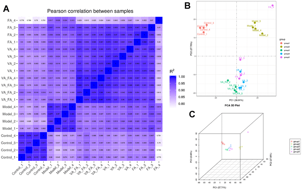 Significant intergroup differences among the cells in each group. (Group 1: control group; group 2: UVB induce aging group; group 3: VA-FA addition group; group 4: VA addition group; group 5: FA addition group). (A) Pearson correlation analysis in HaCaT cells; (B) Two-dimensional principal component analysis in HaCaT cells; (C) Three-dimensional principal component analysis in HaCaT cells.