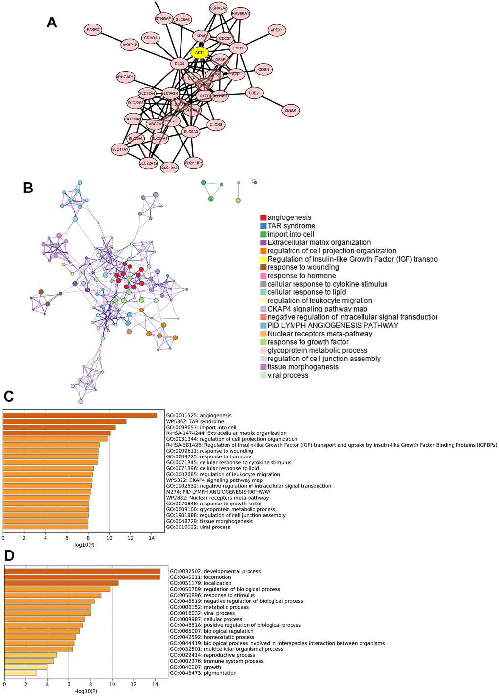Predicted functions and pathways of PDZK1-associated coexpressed genes in glioma. (A) The PPI network was generated from the PDZK1-associated coexpressed genes, which were constructed using the Cytoscape database. (B–D) GO functional enrichment analysis and KEGG pathway analysis of PDZK1-associated coexpressed genes were conducted using the Metascape database.
