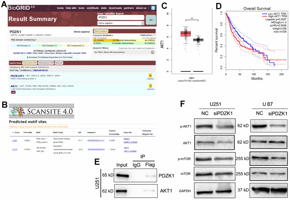 PDZK1 binds to AKT1 and maintains its phosphorylation. (A) BioGRID (version 3.5) software was used to screen for potential proteins that interact with PDZK1, and AKT1 was found to be a possible binding partner of PDZK1. (B) The “Scansite” (version 4.0) website was utilized to screen for potential proteins that interact with PDZK1, and AKT1 was also found to be a possible binding partner of PDZK1. (C) AKT1 expression data were obtained from the GEPIA datasets; GBM tissues had higher AKT1 expression levels than normal brain tissues. (D) Glioma patients with high AKT1 expression had poor survival. The Kaplan–Meier method was used for this analysis. (E) U251 cells were transfected with Flag-PDZK1. Coimmunoprecipitation showed the interaction between PDZK1 and endogenous AKT1 in U251 cells. (F) The protein expression of AKT1, p-AKT1, mTOR, p-mTOR and GAPDH was detected by Western blotting. PDZK1 knockdown significantly decreased the levels of phosphorylated AKT1 and mTOR proteins.