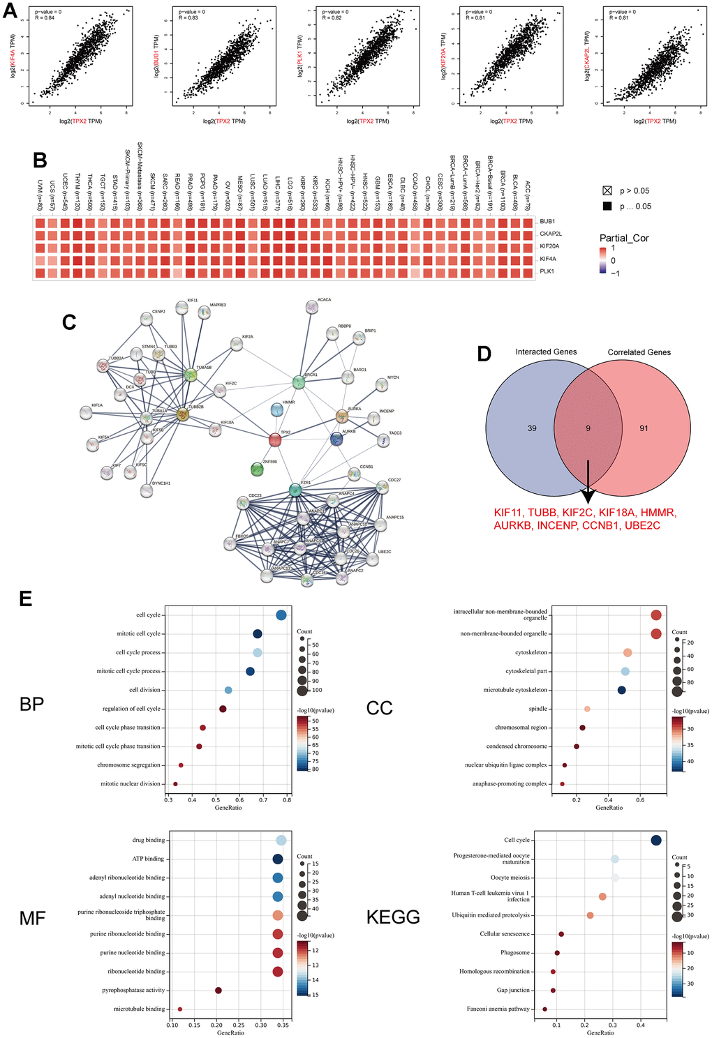 TPX2-related gene network, protein–protein interactions and enrichment analysis. (A) Top 5 TPX2-correlated genes in TCGA database, KIF4A, BUB1, PLK1, KIF20A and CKAP2L, Pearson’s correlation coefficients. (B) The heatmap revealing the correlation between TPX2 expression and these top 5 genes in various tumors. (C) PPI network construction of 48 experimentally verified TPX2-interacted proteins. (D) An intersection analysis of the TPX2-interacted and TPX2-correlated genes. (E) Enrichment analysis illustration based on the TPX2-interacted and TPX2-correlated genes. (BP: biological process; CC: cellular component; MF: molecular function; KEGG: Kyoto Encyclopedia of Genes and Genomes).