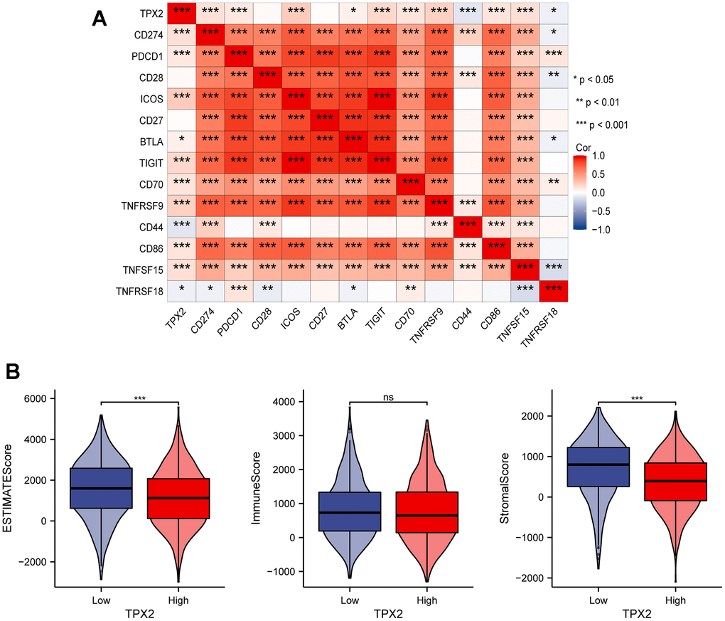 (A) Correlation analysis between TPX2 expression and representative immune checkpoints from TCGA database. (B) The relationship between TPX2 expression and immune microenvironment. *P 