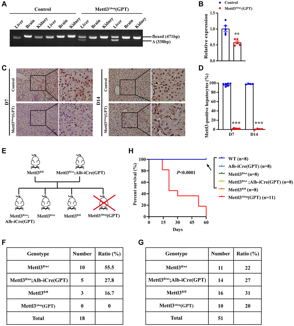 Homozygous ablation of METTL3 in murine hepatocytes by Alb-iCre mice (GPT) leads to postnatal lethality. (A) Hepatocyte-specific METTL3 homozygous knockout assessed by PCR-based genotyping on genomic DNA collected from the indicated organs of control mice and METTL3fl/fl; Alb-iCre mice (GPT) (Referred to as METTL3Δhep mice (GPT)). (B) qRT-PCR assay of METTL3 mRNA expression in the livers of control mice and METTL3Δhep mice (GPT). (C, D) Immunohistochemistry (IHC) staining of METTL3 in the livers of 7- or 14-day-old control mice and METTL3Δhep mice (GPT). The percentages of METTL3-positive hepatocytes were calculated by determining the total number of METTL3-positive hepatocytes divided by the total number of hepatocytes. (E) A schematic representation of the offspring with indicated genotypes from intercrossing METTL3fl/fl mice and METTL3fl/wt; Alb-iCre (GPT) mice. (F) PCR-based genotyping during the late postnatal period displays the absence of offspring with the genotype (i.e., METTL3Δhep (GPT)) from intercrossing METTL3fl/fl mice and METTL3fl/wt; Alb-iCre (GPT) mice. (G) PCR-based genotyping during the early postnatal period exhibits the number of offspring with indicated genotypes from intercrossing METTL3fl/fl mice and METTL3fl/wt; Alb-iCre (GPT) mice. (H) Survival curves of WT, Alb-iCre (GPT), METTL3fl/wt, METTL3fl/wt; Alb-iCre (GPT), METTL3fl/fl and METTL3Δhep (GPT) mice (n = 8–11 for each group).