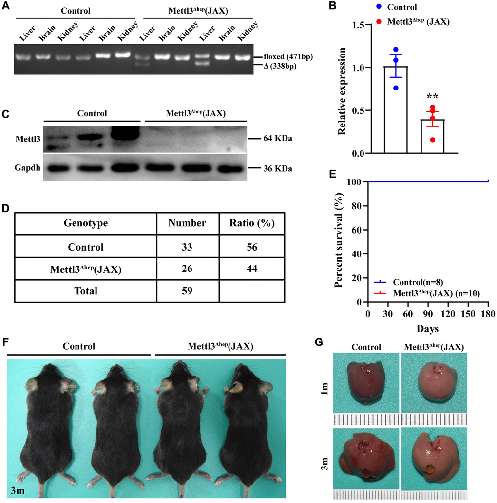 Homozygous deletion of METTL3 in murine hepatocytes by Alb-Cre mice (JAX) does not lead to postnatal lethality. (A) Hepatocyte-specific METTL3 homozygous knockout assessed by PCR-based genotyping on genomic DNA collected from the indicated organs of control mice and METTL3fl/fl; Alb-Cre mice (JAX) (referred to as METTL3Δhep (JAX)). (B, C) qRT-PCR (B) and Western blot assay (C) of METTL3 expression in the livers of control mice and METTL3Δhep mice (JAX). (D) PCR-based genotyping during the late postnatal period exhibits the number of offspring with indicated genotypes from intercrossing METTL3fl/fl mice and METTL3fl/fl; Alb-Cre (JAX) mice. (E) Survival curves of control mice and METTL3Δhep mice (JAX) (n = 8–10 for each group). (F) Representative appearance of control mice and METTL3Δhep mice (JAX) at 3 months after birth. (G) Representative gross appearance of livers from control mice and METTL3Δhep mice (JAX) at 1 month or 3 months postnatally.