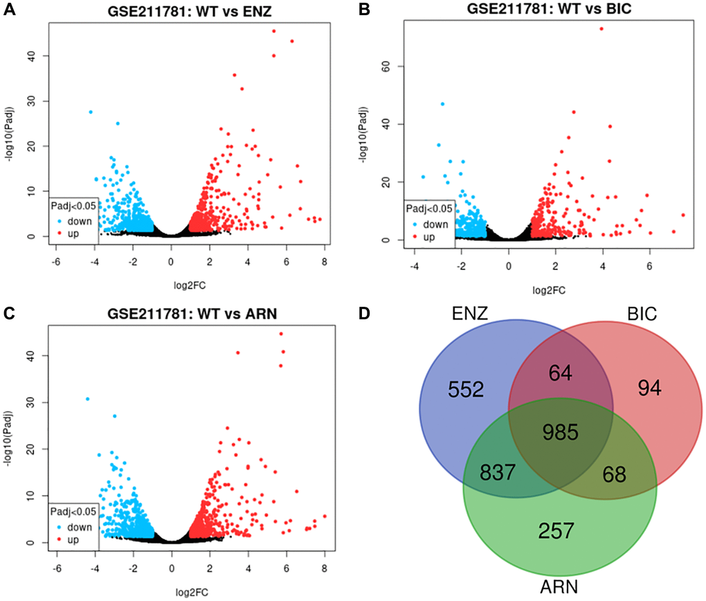 AAT resistance-related gene selected from GSE211781 dataset. The differentially expressed genes between ENZ resistance (A), BIC resistance (B), ARN resistance (C) and WT LNCap cell, log2|FC|≥1, P D).