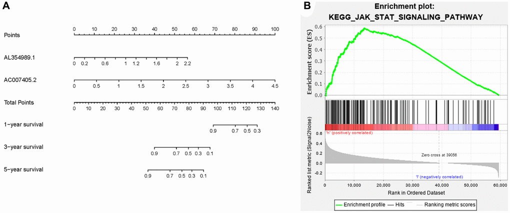 Clinical application of ARR-RSM and underlying pathway. (A) The nomogram of ARR-RSM could predict 1-, 3- and 5-year survival probabilities of PCa patients by detecting the expressions of sARR-LncRs. (B) JAK-STAT pathway was the most enriched pathway in ARR-RSM by KEGG analysis.