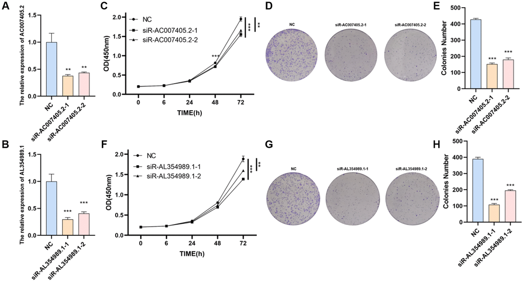 The effects of AL354989.1 and AC007405.2 on proliferation in LNCaP cells. The silencing efficiency of siR-AC007405.2 (A) and siR-AL354989.1 (B). The CCK-8 and clone formation assays showed that silencing of AC007405.2 (C–E) and AL354989.1 (F–H) could decrease the proliferation ability of LNCaP cells.