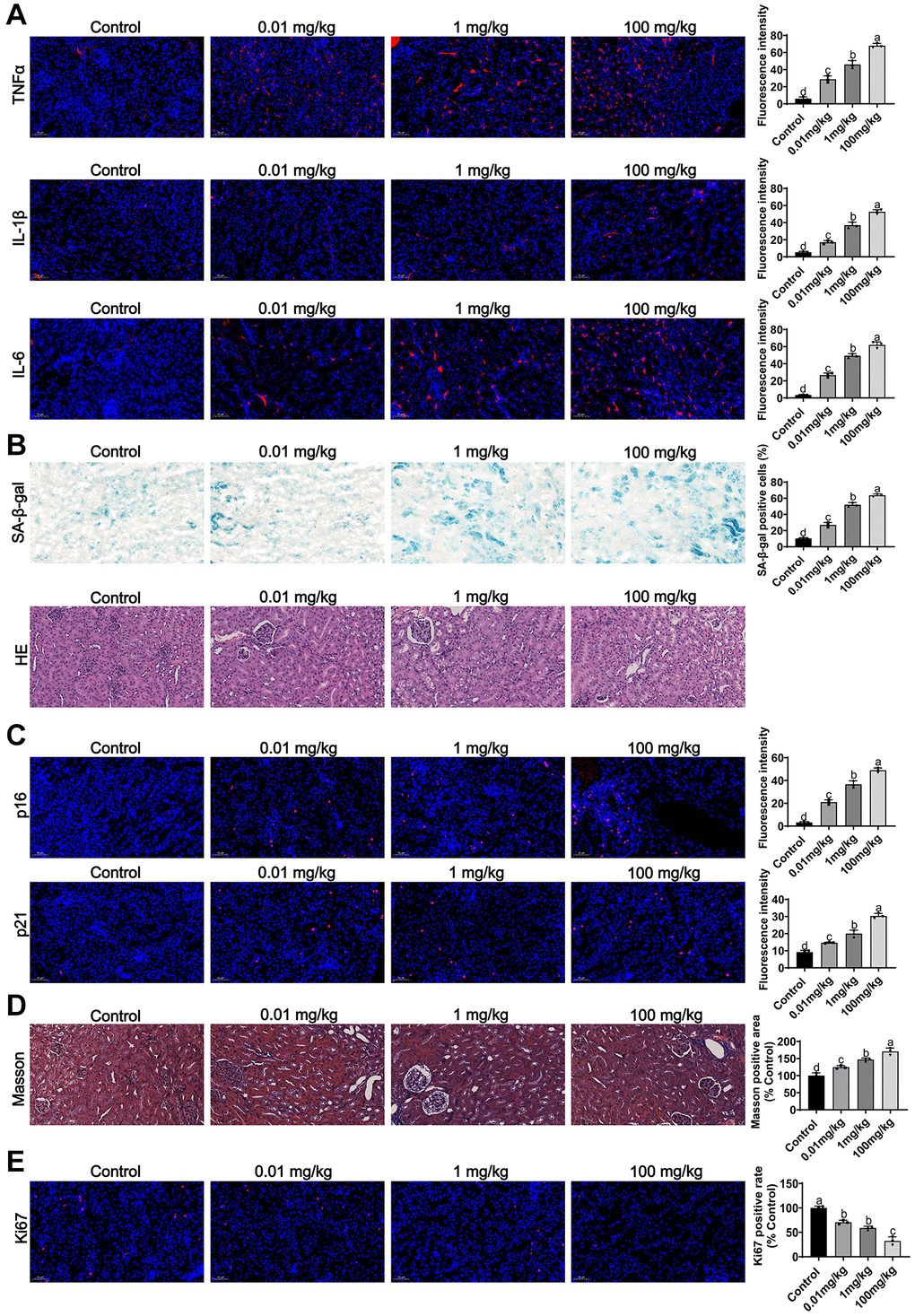Effects of MCCPs on renal inflammation and aging in vivo. (A) Effect of MCCPs on renal inflammation. (B) Sa-β-gal and HE staining to analyze the effect of MCCPs on renal aging. (C) Effect of MCCPs on renal p21 and p16 expression. (D) Masson staining analysis of the effect of MCCPs on renal fibrosis. (E) The effect of MCCPs on Ki67 expression in vivo. p 