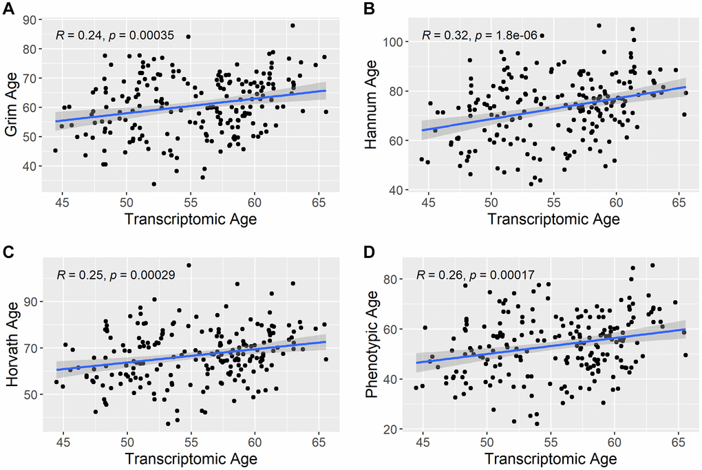 Correlation between transcriptomic age and other epigenetic aging predictors. The scatterplots show the correlation between estimated transcriptomic age and the other epigenetic aging predictors in the study. (A) shows the correlation between Transcriptomic Age and Grim Age, (B) shows the correlation between Transcriptomic Age and Hannum Age, (C) shows the correlation between Transcriptomic Age and Horvath Age, and (D) shows the correlation between Transcriptomic Age and Phenotypic Age. R = Pearson correlation coefficient.