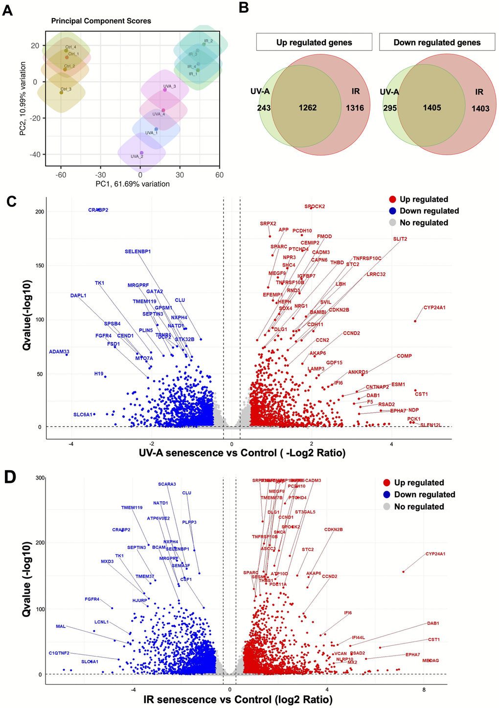 Comprehensive transcriptional analysis of UV-A- and IR-induced senescent human corneal endothelial cells. (A) Principal component score analysis of UV-A- and IR-induced senescent and non-senescent (control) hCEnCs (n=4, respectively). (B) Venn diagram analysis of differentially expressed genes upregulated (left) and downregulated (right) in UV-A- and IR-induced senescent hCEnCs compared to control (fold change ≥ 2, q-value ≤ 0.05). (C) Volcano plot comparing UV-A-induced senescent hCEnCs and control, and (D) Volcano plot comparing IR-induced senescent hCEnCs and control, show Q-values (−log10) vs. fold change of (log2) UV-A- or IR-induced senescent hCEnCs and control. Blue, downregulated genes; red, upregulated genes; and black, no significant change (fold change ≥ 2, q-value ≤ 0.05).