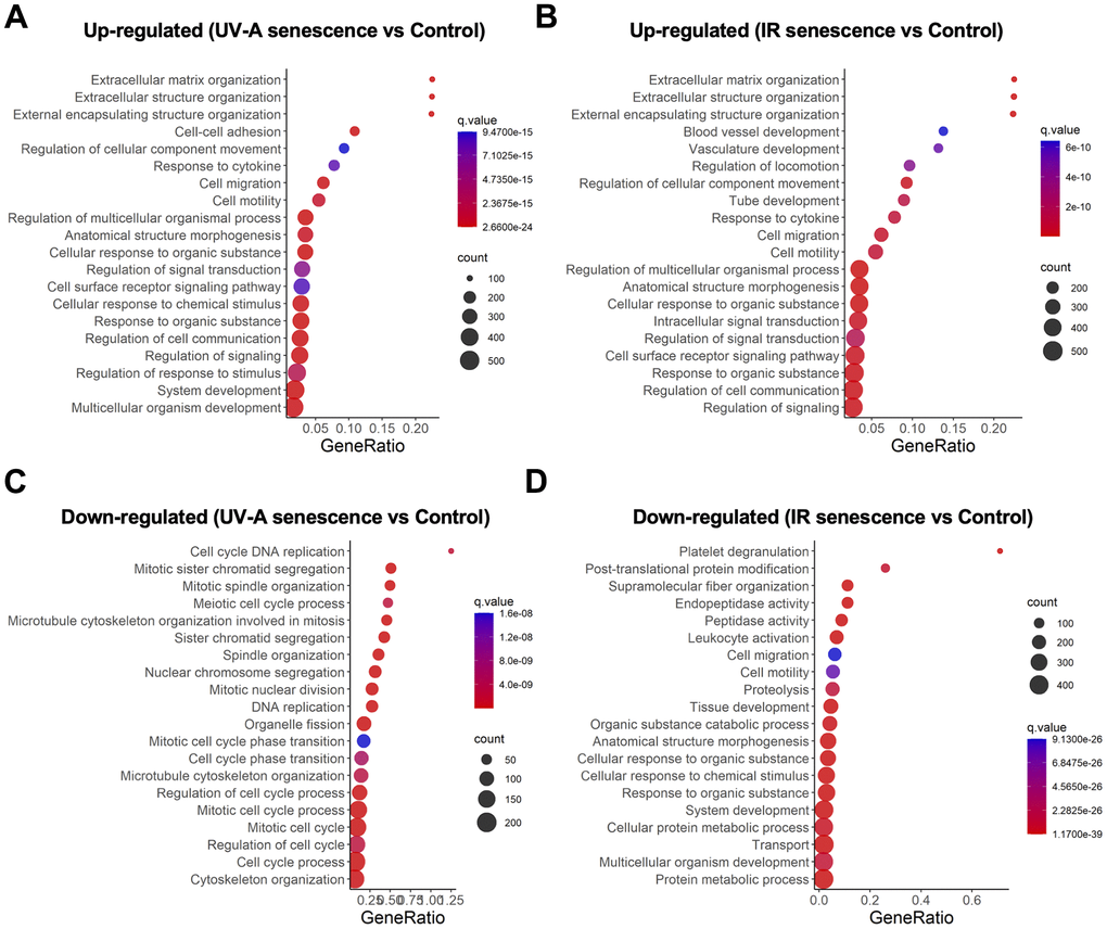 Gene expression analysis comparing UV-A- and IR-induced senescent human corneal endothelial cells. (A, B) Gene ontology analysis of upregulated genes comparing (A) UV-A-induced senescent hCEnCs and non-senescent hCEnCs (control), as well as (B) IR-induced senescent hCEnCs and control. (C, D) Gene ontology analysis of down-regulated genes comparing (C) UV-A-induced senescent hCEnCs and control, as well as (D) IR-induced senescent hCEnCs and control.