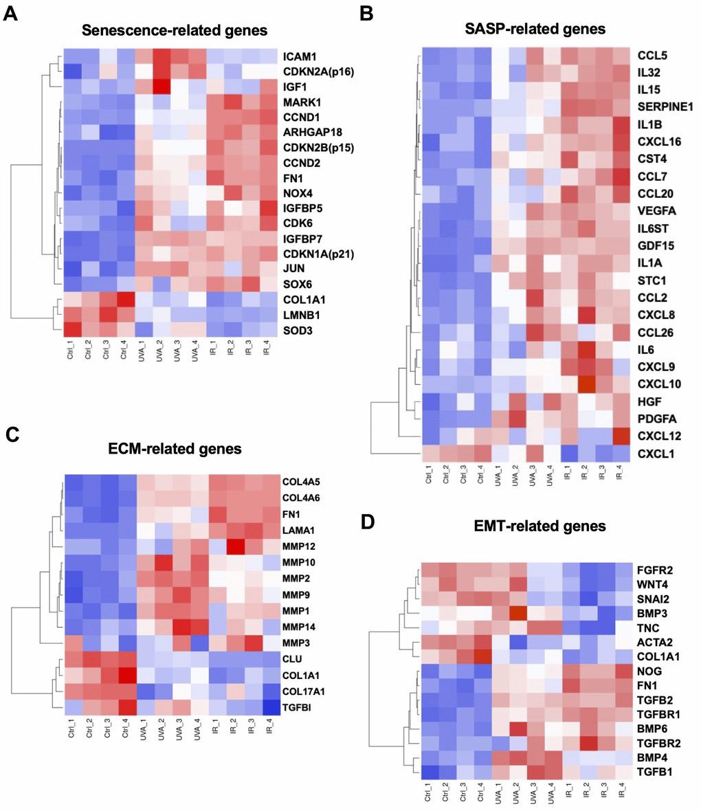 Heatmaps of four major types of genes. (A) Senescence-, (B) SASP-, (C) ECM-, and (D) EMT-related DEGs were picked and normalized by Z-score. Red: up-regulated expression. Blue: down-regulated expression.