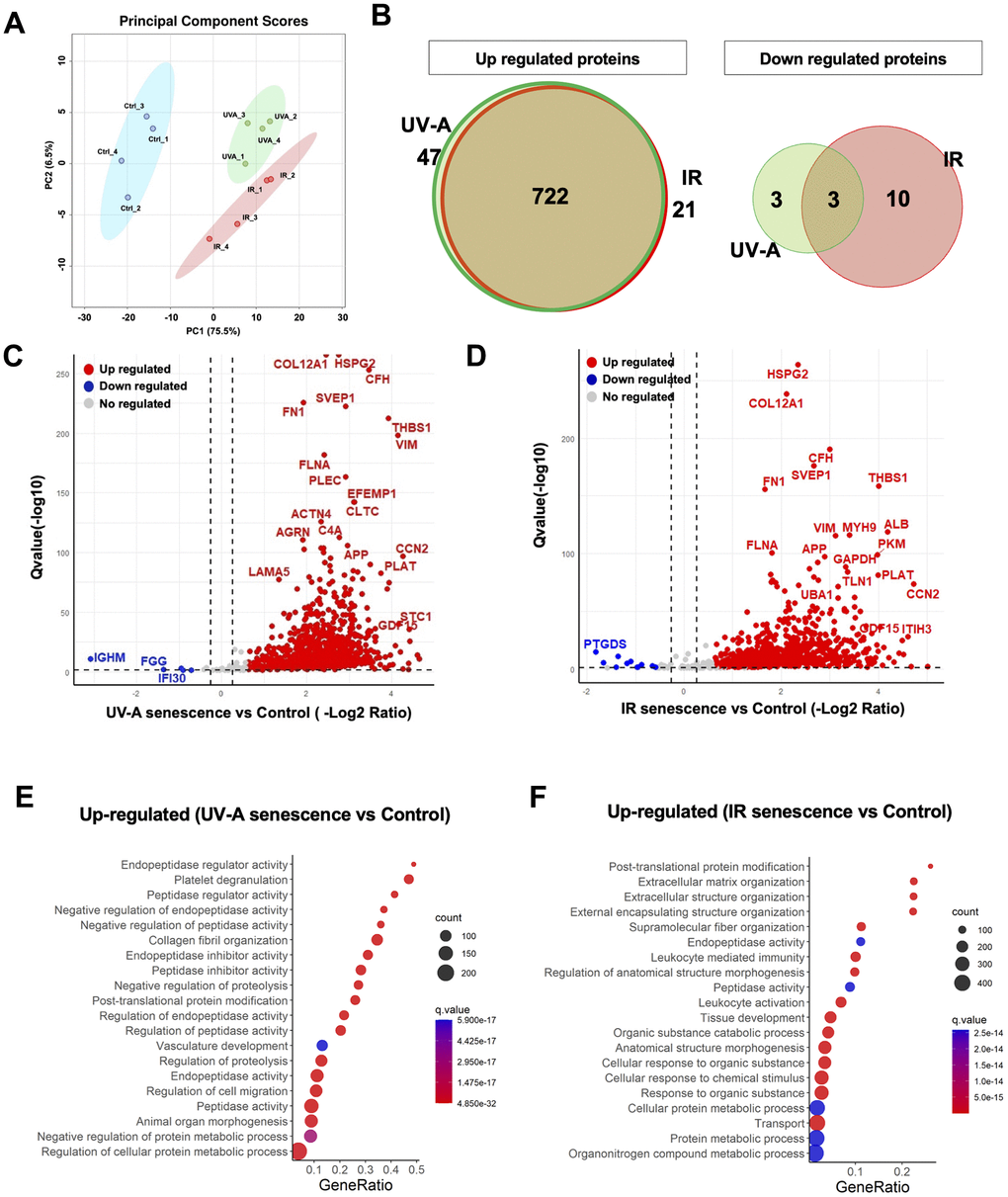 Unbiased quantitative proteome profile of the SASP from human corneal endothelial cells. (A) Conditioned media (CM) from UV-A-induced human senescent corneal endothelial cells (hCEnCs) (n = 4), IR-induced senescent hCEnCs (n = 4) and non-senescent hCEnCs (control) (n = 4) were fractionated using HPLC and analyzed using mass spectrometry. We show the principal component score analysis of CM from senescent and non-senescent hCEnCs. (B) Venn diagram showing unique and significantly up-regulated (left) and down-regulated (right) SASP proteins (≥ 2 unique peptides, fold change ≥ 1.5, q-value ≤ 0.05) in UV-A- and IR-induced senescent hCEnCs. (C, D) Volcano plot showing Q-values (−log10) vs. fold change of (log2) UV-A-induced senescent and control hCEnCs (C) as well as IR-induced senescent and control hCEnCs (D). Blue, downregulated proteins; red, upregulated proteins; and gray, no significant change (≥ 2 unique peptides, fold change ≥ 1.5, q-value ≤ 0.05). (E) Pathway and network analysis of secreted proteins that are significantly increased in the SASP from UV-A-induced senescent hCEnCs. (F) Pathway and network analysis of secreted proteins that are significantly increased in the SASP from IR-induced senescent hCEnCs.