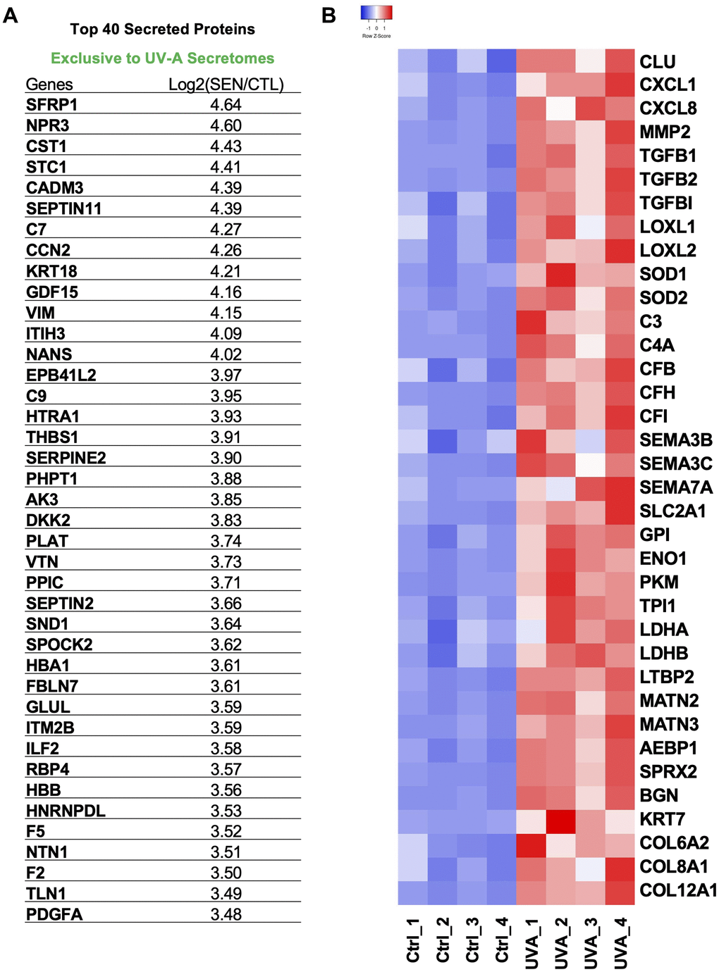 Protein signatures of SASP factors in UV-A-induced senescent human corneal endothelial cells. (A) Table of top 40 SASP proteins in UV-A induced senescence. (B) Heatmap of SASP proteins, which were picked and normalized by Z-score. Red: up-regulated expression. Blue: down-regulated expression.