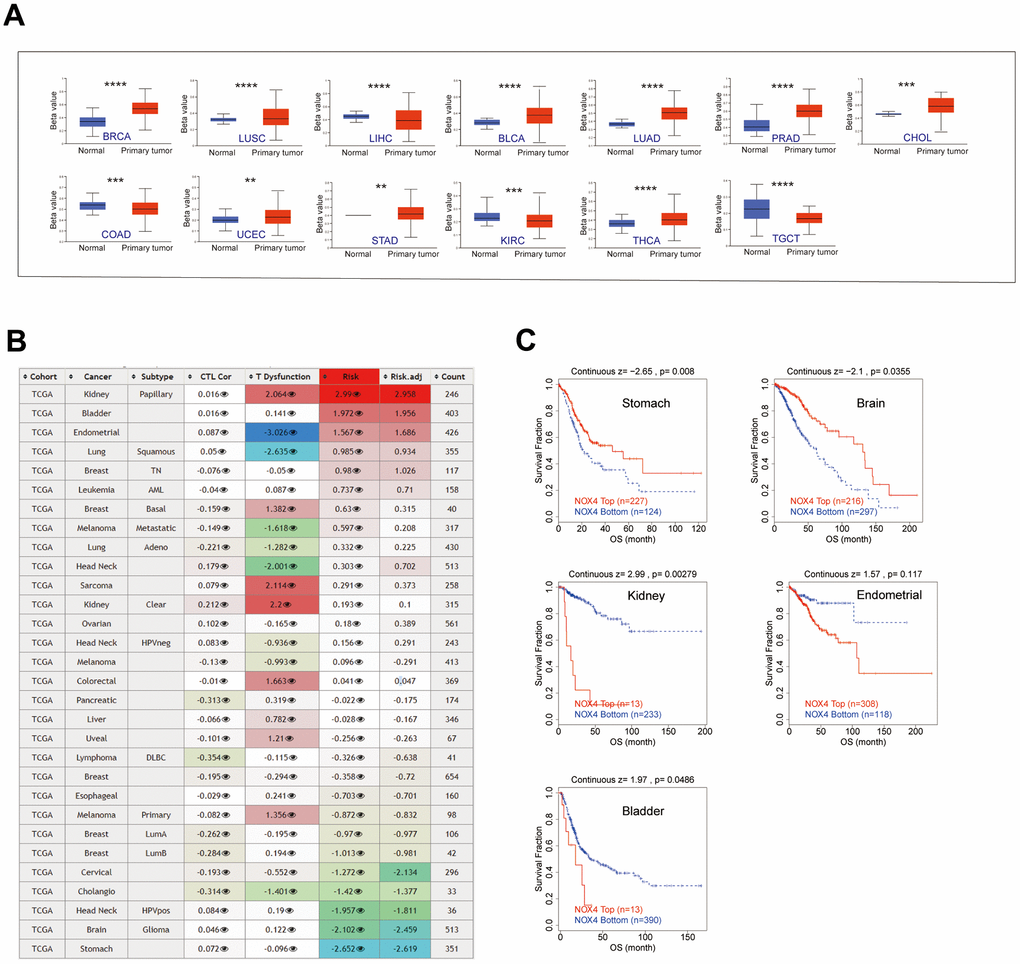 Epigenetic methylation analysis. (A) Boxplots depict the differential NOX4 methylation levels (beta values) across TCGA cohorts. (B) A heatmap displays the impact of NOX4 methylation on cytotoxic T-cell levels (CTLs), dysfunctional T-cell phenotypes, and risk factors within TCGA cohorts. (C) Kaplan-Meier curves compare overall survival differences between high and low NOX4 methylation levels, with statistically significant differences depicted; (**P 