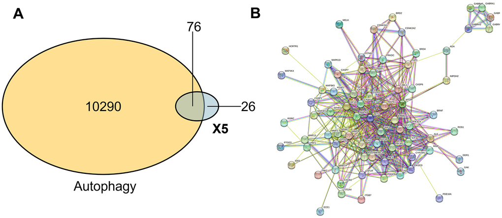 The compound-protein network. (A) Common target of small molecule drug X5 and autophagy. (B) Interaction network between small molecule drug X5 and autophagy.