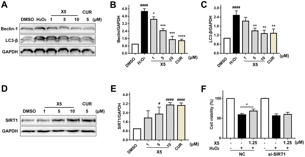 X5 inhibited autophagy-induced injury by H2O2 in PC12 cells. (A–C) X5 inhibited the expression of autophagy protein. PC12 cells were pre-incubated with different concentrations of X5 (1, 5 and 10 μM) and CUR (5 μM) for 18 h, then stimulated with H2O2 (800 μM) for 12 h. The protein expression of Beclin-1 and LC3-β was detected by Western blot. (D, E) X5 increased the expression of SIRT1 protein. PC12 cells were incubated with X5 (1, 5 and 10 μM) and CUR (5 μM) for 18 h, and the expression of SIRT1 protein was detected by Western blot. (F) SIRT1 plays an important role in H2O2-induced injury. SIRT1 was silenced in PC12 cells with siRNA, PC12 cells were incubated with X5 (1.25 μM) for 18 h, treated with H2O2 (600 μM) for 24 h, and cell viability was measured by MTT assay. The data are expressed as mean ± SD, n ≥3. ####p#p****p***p**p*p2O2.