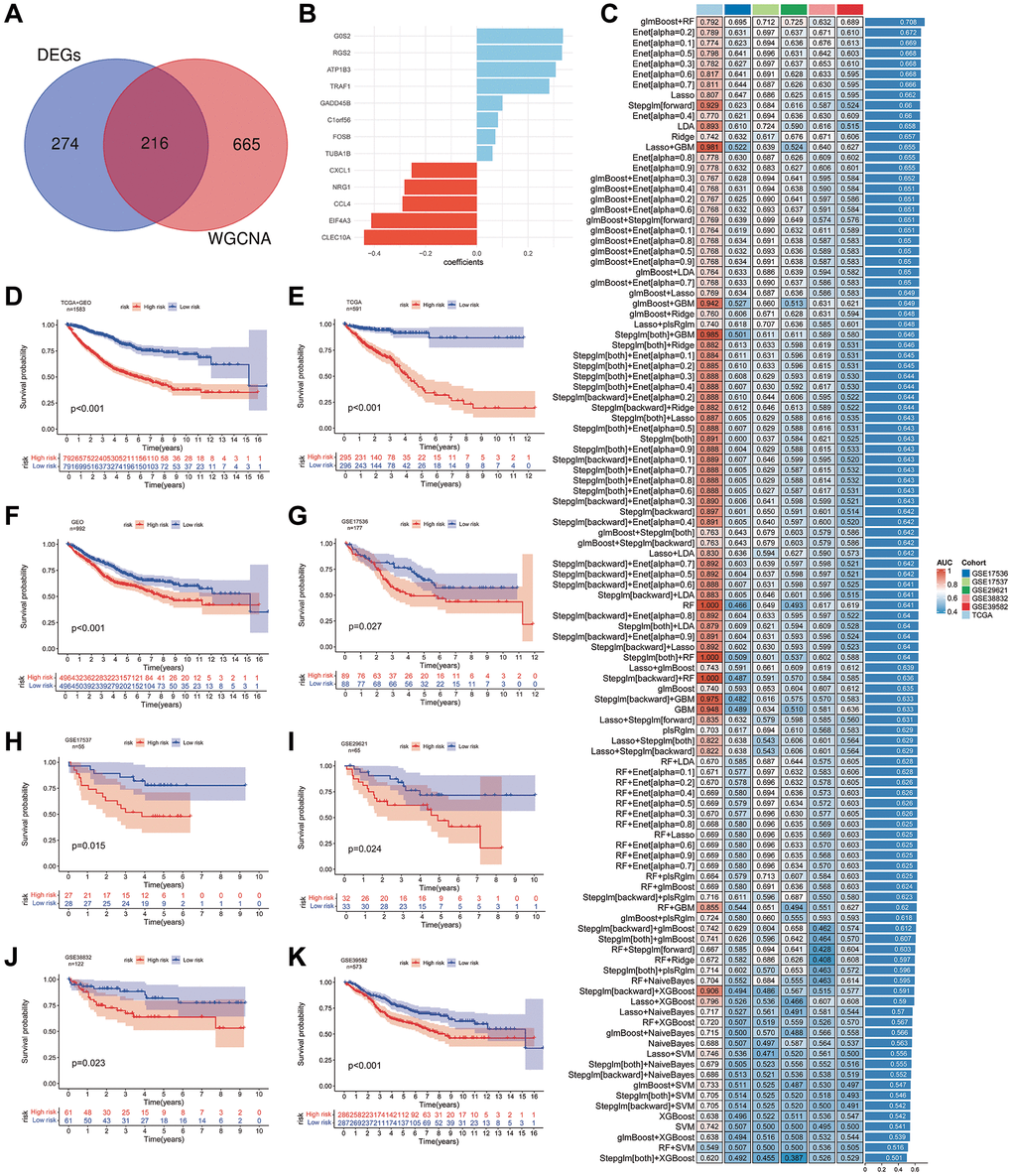 Development of prognostic risk models using machine learning algorithms. (A) Identification of the intersection between differentially expressed genes and genes from the turquoise module within subtypes of SMCs in primary and liver metastasis colorectal cancer tissues. (B, C) Construction of prognostic risk models employing 113 machine learning algorithms. The bar chart illustrates the relevant genes and their correlation coefficients (B), while the heatmap displays the AUC values for training and validation cohorts under various algorithms (C). (D–F) Depiction of Kaplan-Meier survival curves for high- and low-risk groups within all samples (D), training cohorts (E), and validation cohorts (F). (G–K) Display of Kaplan-Meier survival curves representing high- and low-risk groups in validation cohorts from GSE17536 (G), GSE17537 (H), GSE29621 (I), GSE38832 (J), and GSE39582 (K) samples.