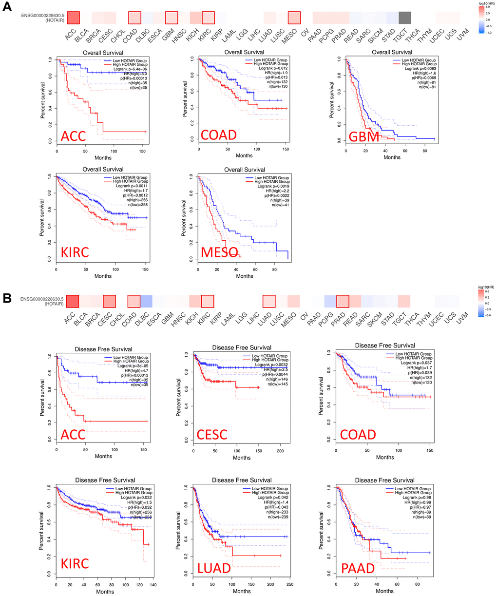 Relationship between HOTAIR expression level and patient survival in TCGA tumors. Relationship between HOTAIR gene expression and survival overall (A), disease-free survival (B) was assessed in all TCGA tumors using GEPIA2. The positive results of survival map and Kaplan-Meier curves are listed.