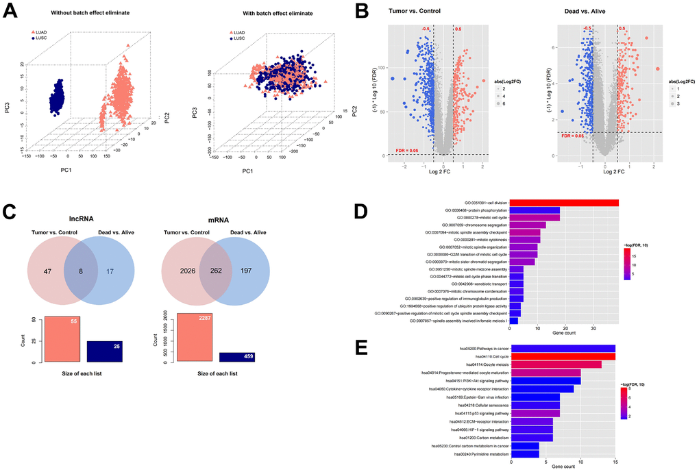 Screening prognosis-related mRNAs and lncRNAs based on TCGA data. (A) The sample relationship before and after batch effect removal. (B) Heatmap of differentially expressed mRNAs and lncRNAs in Tumor (994) vs Control (107) comparison group and Dead (394) vs Alive (600) comparison group. (C) A total of eight overlapping lncRNAs and 262 mRNAs were filtered. (D–E) The enrichment analysis of GO function and KEGG signal pathway based on DAVID was carried out for the overlapped mRNAs with significant differential expression.