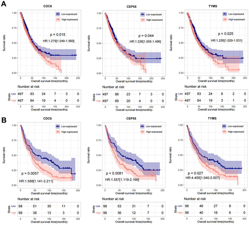 The prognostic analysis of CDC6, CEP55, and TYMS in TCGA and GSE37745. (A) Kaplan-Meier used for prognostic analysis of CDC6, CEP55, and TYMS in combined TCGA training set. (B) Kaplan-Meier used for prognostic analysis of CDC6, CEP55, and TYMS in GSE37745 validation data set.