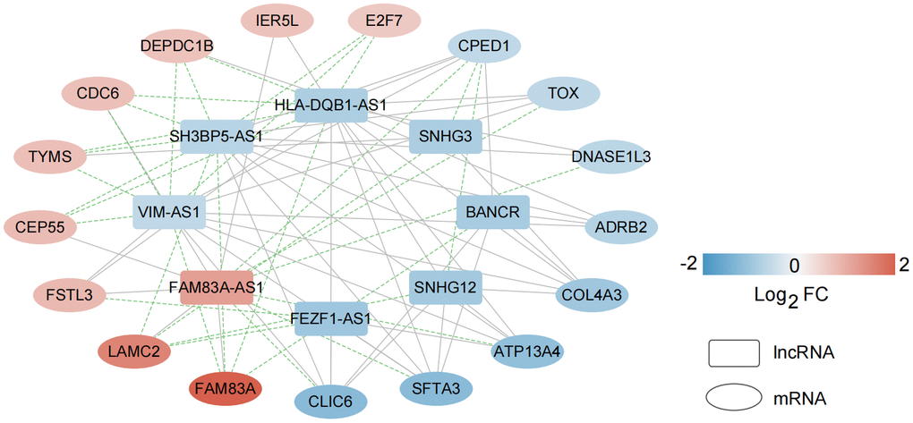 Construction of a co-expression network based on characteristic mRNAs and lncRNAs. A total of 79 pairs of relationship pairs were screened, and the relationship connection network was constructed.