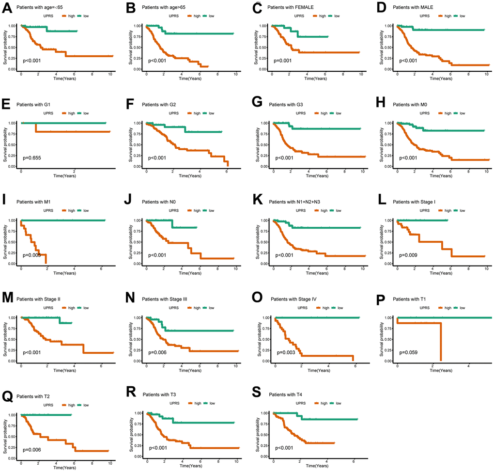 The UPR-related predictive signature for stomach cancer patients in different clinical subgroups. The KM curve for stomach cancer patients with (A) age≤65, (B) age>65, (C) Female, (D) Male, (E) Grade 1, (F) Grade 2, (G) Grade 3, (H) M0 stage, (I) M1 stage, (J) N0 stage, (K) N1+N2+N3 stage, (L) Stage I, (M) Stage II, (N) Stage III, (O) Stage IV, (P) T1 stage, (Q) T2 stage, (R) T3 stage, (S) T4 stage.