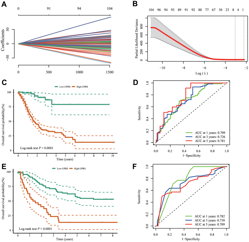 Construction of UPR-related predictive signature for stomach cancer patients. (A, B) LASSO Cox regression of differential expressed UPR-related genes in TCGA cohort. (C) The difference of overall survival between high- and low-UPRS patients in TCGA cohort. (D) ROC curve for the overall survival prediction in TCGA cohort. (E) The difference of overall survival between high- and low-UPRS patients in GSE13861 and GSE28541 cohort. (F) ROC curve for the overall survival prediction in GSE13861 and GSE28541 cohort.