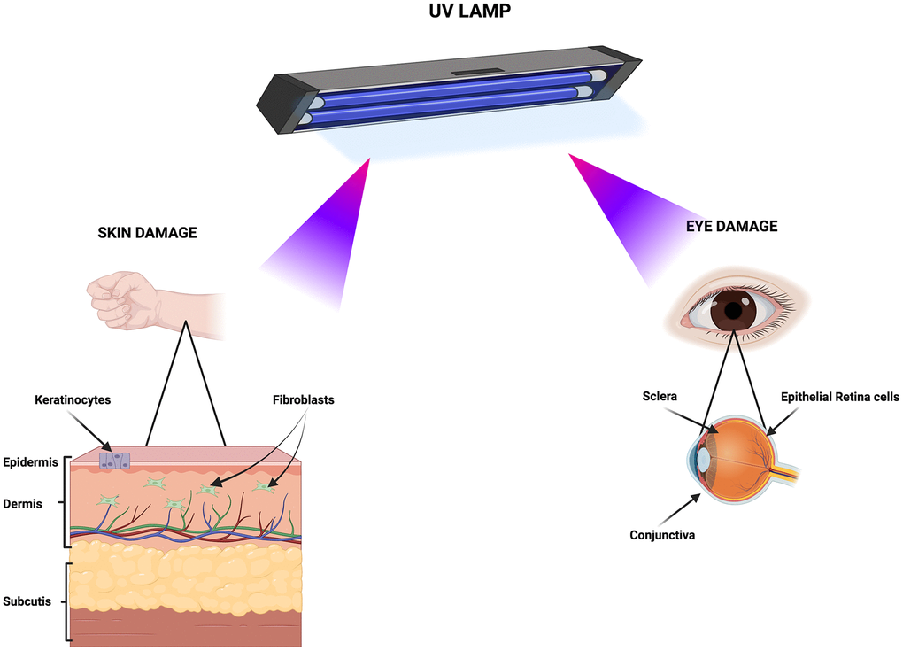 Primary biological targets of UV exposure. The cartoon depicts the tissues and cell types susceptible to damage from UV lamp irradiation. Created with BioRender.