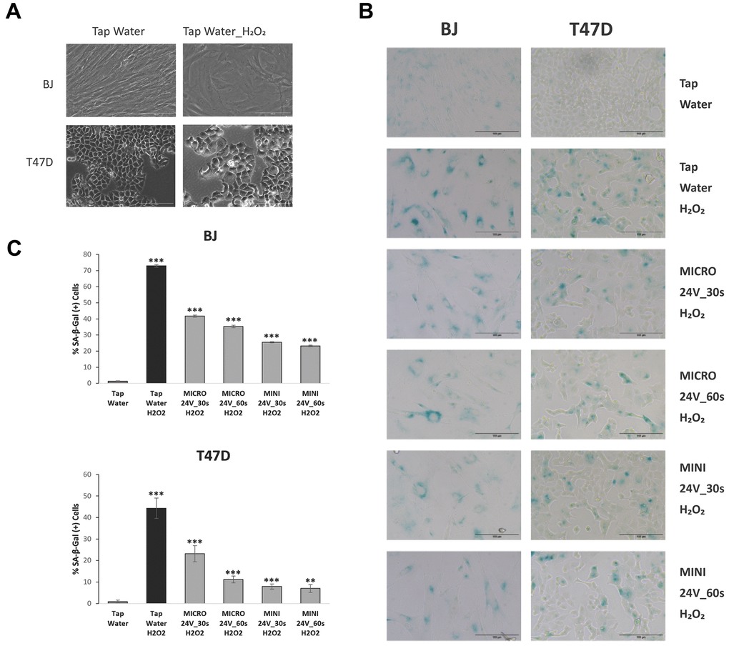 WEW decreases cellular senescence in human fibroblasts and cancer cells. Cells were treated with WEW and induced to senesce with H2O2. (A) Images of morphological changes during oxidative stress induction of senescence in BJ and T47D cells. Both cell types adopted a flattened and enlarged morphology. (B) SA-β-gal staining of senescent fibroblasts and cancer cells treated and non-treated with WEW. Images were taken using an inverted phase contrast microscope after SA-β-gal activity was detected by incubating the fixed cells in SA- β -gal solution at 37° C. (C) SA- β -gal activity was assayed by manually scoring SA-β-gal positive cells. Results are expressed as mean values (+SEM) of cell count in one of three independent experiments. Significance was calculated by a two-tailed Student’s t test. *P **P P 