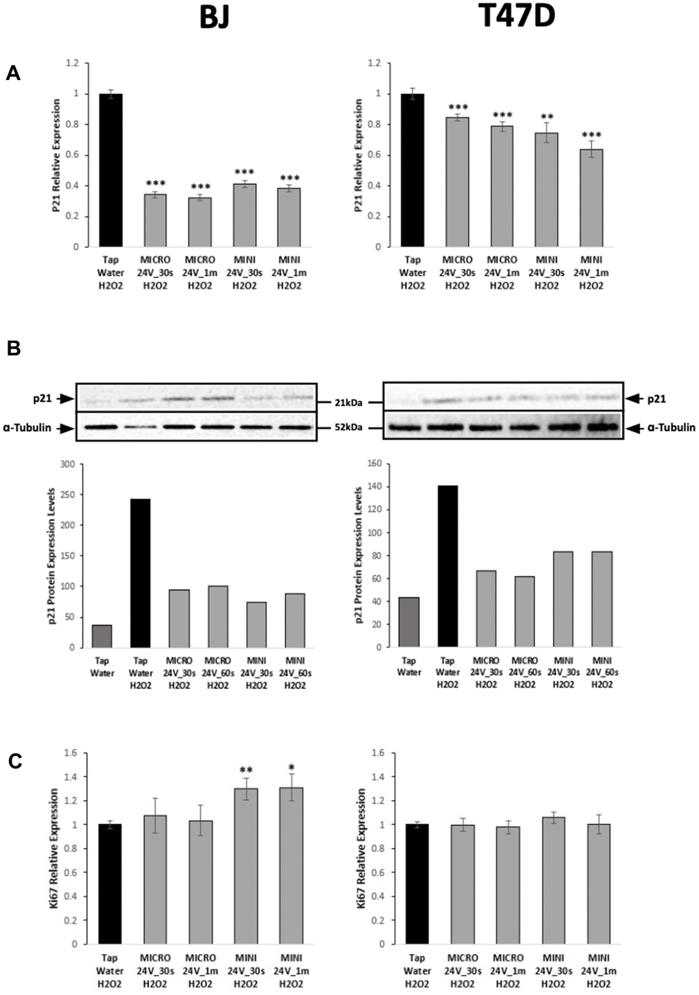 WEW significantly reduces the expression of p21 but does not affect proliferation of BJ and T47D cells. (A) Relative mRNA level of the p21 gene in BJ senescent cells and T47D senescent cells treated with WEW compared to senescent cells treated with tap water. (B) Protein level expression of p21 determined by western blot analysis (top panel: picture of the blots; bottom panel: quantification). Tubulin was used as internal loading control. (C) Relative mRNA level of the Ki67 gene in BJ senescent cells and T47D senescent cells treated with WEW compared to senescent cells treated with tap water. The graphs represent the mean ±SEM from three independent experiments. Significance was calculated by a two-tailed Student’s t test. *P **P P 