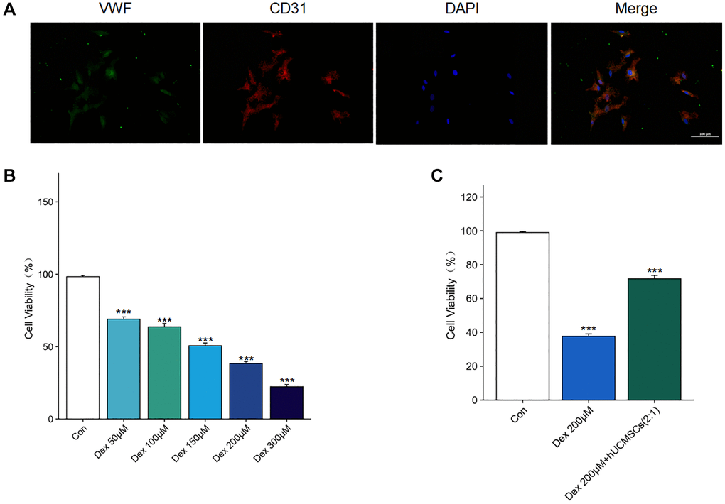 Identification of the BMECs and the effect of Dex on the viability of BMECs. (A) The immunofluorescence staining of CD31 and VWF was used to identify BMECs. (B) The effects of Dex (50, 100, 150, 200, 300 μM) on the cell viability were determined by CCK-8 assay. (C) The effects of hUCMSCs on the cell viability under 200 μM Dex stimulation were determined by CCK-8 assay. The data are presented as the means ± SD (n = 3). *p **p ***p 