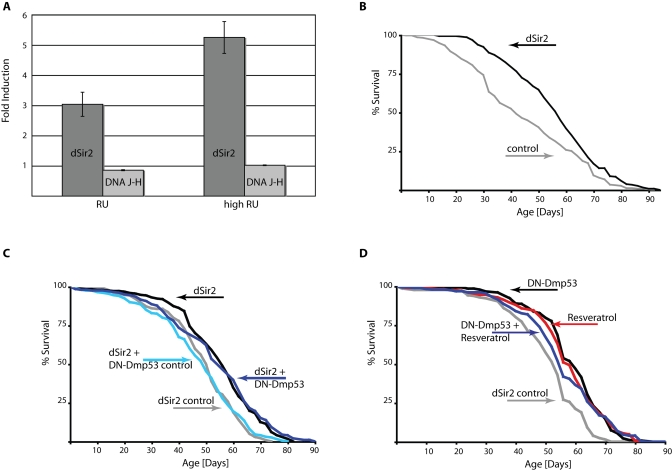 DN-Dmp53-dependent life span extension is not additive to life span extension caused by dSir2 activation