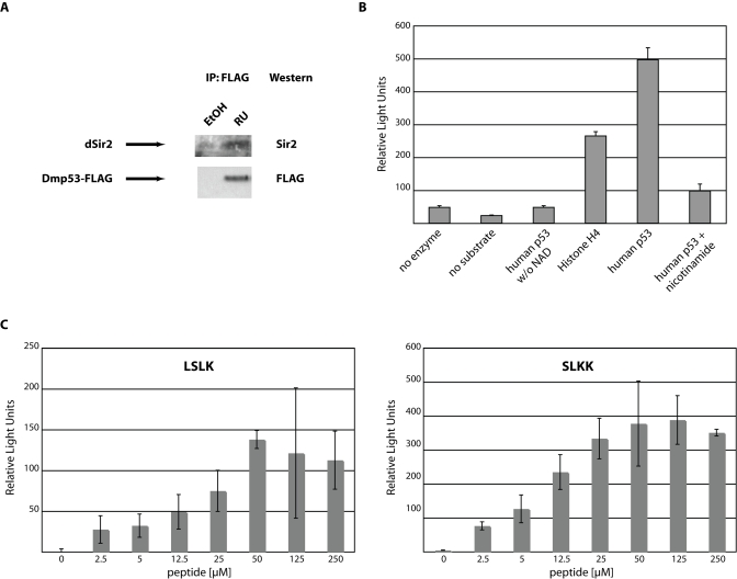 Functional interaction between dSir2 and Dmp53