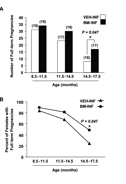 Repeated BM-INF delay female reproductive aging