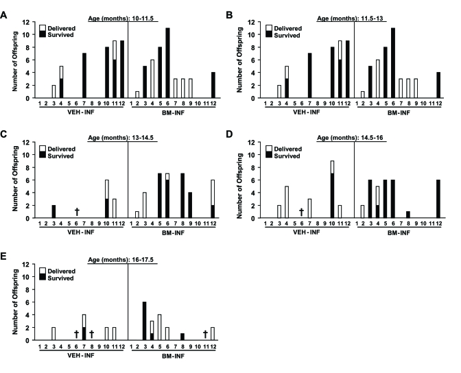 Reproductive performance of aging female mice after once-monthly infusions of vehicle or BM harvested from young adult female donors, initiated at 8 months of age