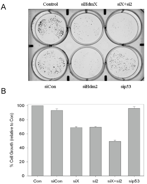 Loss of HdmX and/or Hdm2 inhibits MCF7 colony formation