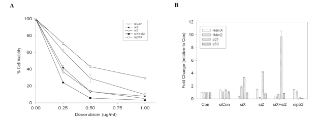 Knockdown of HdmX enhances doxorubicin-induced cytotoxicity