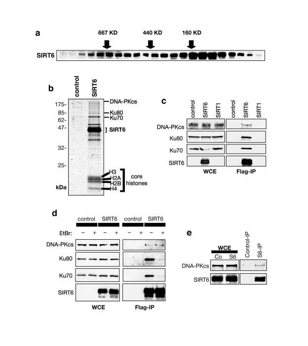 SIRT6 interacts with the DNA-PK DSB repair factor