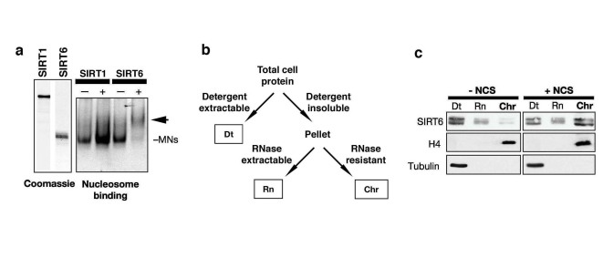 DNA damage stabilizes SIRT6 interaction with chromatin