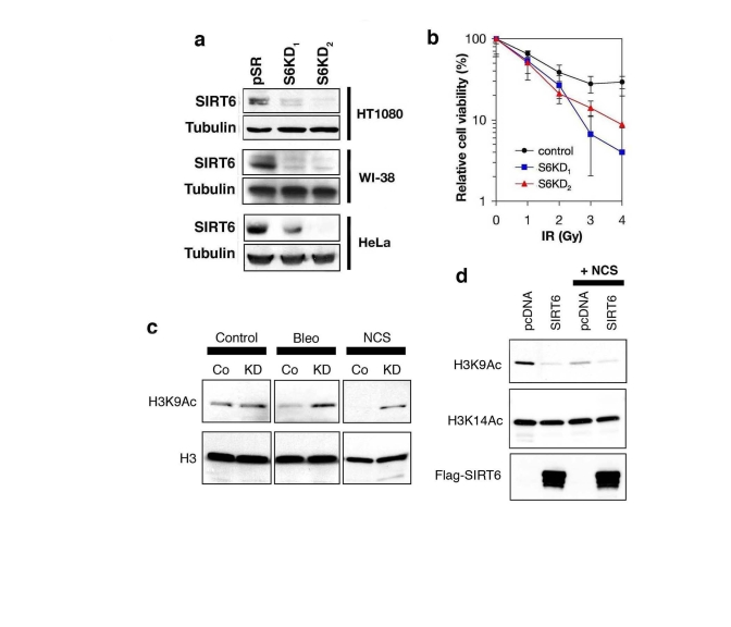 SIRT6 is required for global deacetylation of H3K9 in response to DNA damage