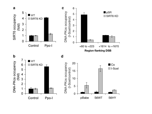 Dynamic association of SIRT6 and DNA-PKcs with chromatin flanking site-specific DNA DSBs