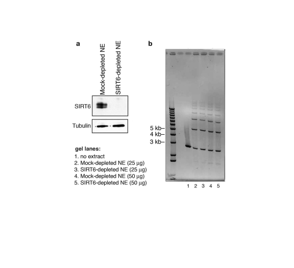 SIRT6 is not required for DNA double-strand break rejoining in a cell-free system