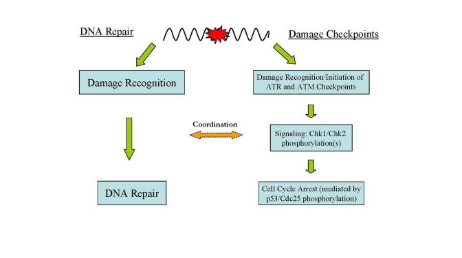 Major DNA damage responses in human cells