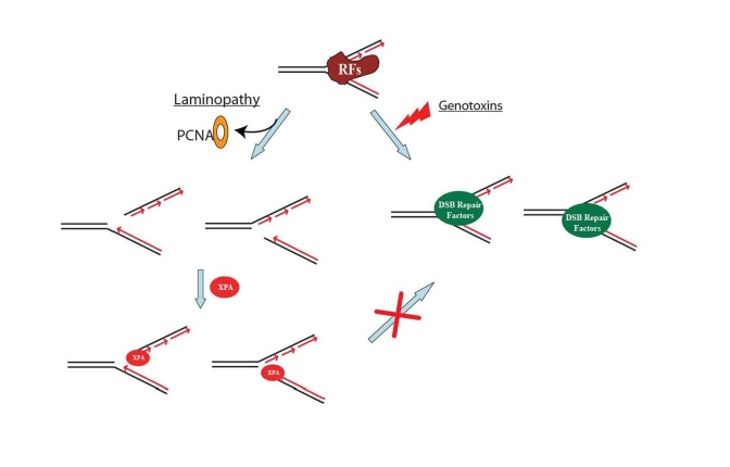 A proposed model showing that DNA double-strand break repair activity is impaired in HGPS and RD cells